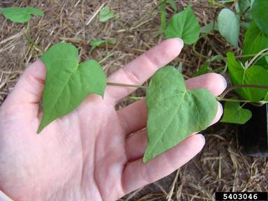 pitted morningglory, Ipomoea lacunosa  (Solanales: Convolvulaceae) - 5403046