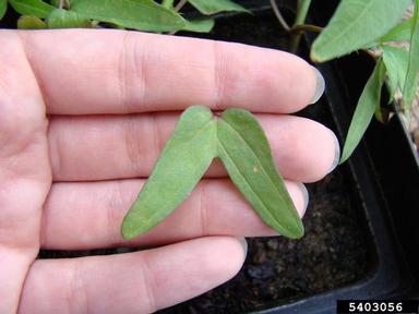 palmleaf morningglory, Ipomoea wrightii  (Solanales: Convolvulaceae) - 5403056