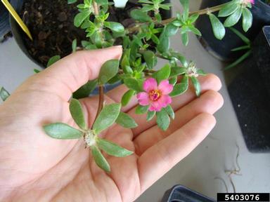 pink purslane, Portulaca pilosa  (Caryophyllales: Portulacaceae) - 5403076