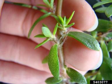 pink purslane, Portulaca pilosa  (Caryophyllales: Portulacaceae) - 5403077