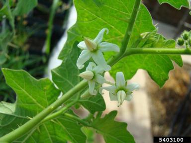 tropical soda apple, Solanum viarum  (Solanales: Solanaceae) - 5403100