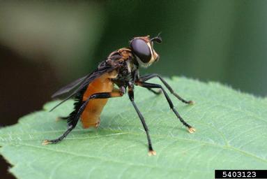 Tachinid fly, Trichopoda pennipes  (Diptera: Tachinidae) - 5403123