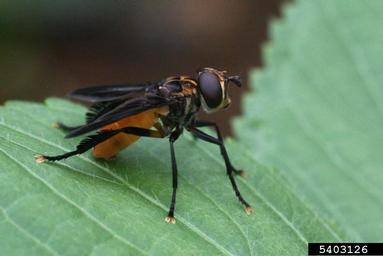 Tachinid fly, Trichopoda pennipes  (Diptera: Tachinidae) - 5403126