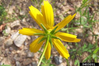 largeflower tickseed, Coreopsis grandiflora  (Asterales: Asteraceae) - 5403201