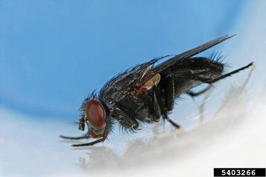 blue bottle fly, Calliphora vomitoria  (Diptera: Calliphoridae) - 5403266
