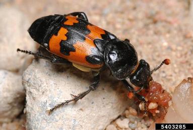 burying beetle, Nicrophorus investigator  (Coleoptera: Silphidae) - 5403285