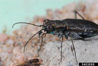 sidewalk tiger beetle, Cicindela punctulata  (Coleoptera: Carabidae) - 5403289