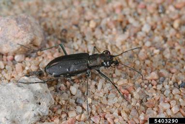 sidewalk tiger beetle, Cicindela punctulata  (Coleoptera: Carabidae) - 5403290