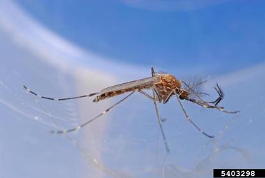 Western Encephalitis Mosquito, Culex tarsalis  (Diptera: Culicidae) - 5403298