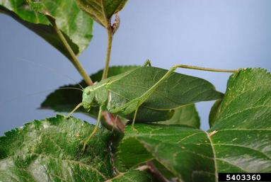 broadwinged katydid, Microcentrum rhombifolium  (Orthoptera: Tettigoniidae) - 5403360