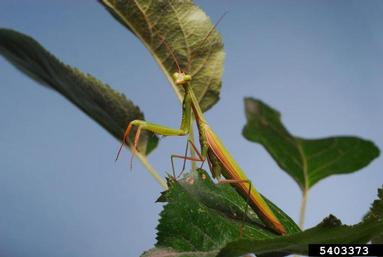 European mantid, Mantis religiosa  (Mantodea: Mantidae) - 5403373