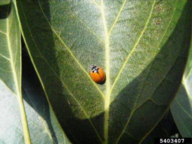 lady beetle, Adalia deficiens  (Coleoptera: Coccinellidae) - 5403407