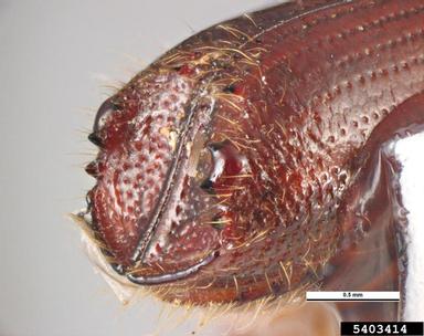 pine engraver, Ips pini  (Coleoptera: Curculionidae) - 5403414
