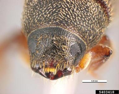 foureyed spruce bark beetle, Polygraphus rufipennis  (Coleoptera: Curculionidae) - 5403418