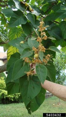 princesstree, Paulownia tomentosa  (Scrophulariales: Scrophulariaceae) - 5403432