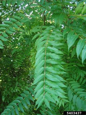 tree-of-heaven, Ailanthus altissima  (Sapindales: Simaroubaceae) - 5403437