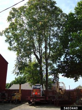tree-of-heaven, Ailanthus altissima  (Sapindales: Simaroubaceae) - 5403440