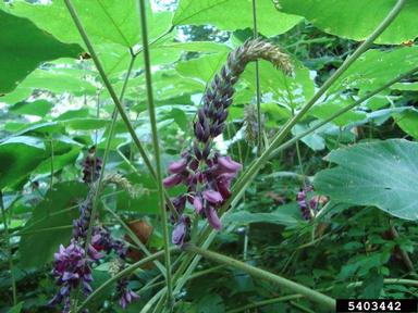 kudzu, Pueraria montana var. lobata (Fabales: Fabaceae (Leguminosae)) - 5403442