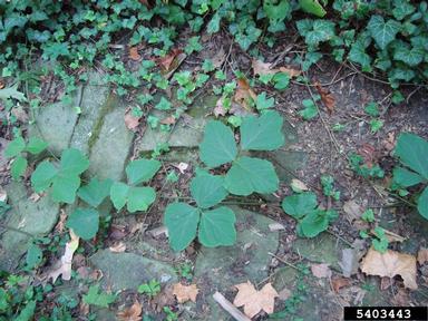 kudzu, Pueraria montana var. lobata (Fabales: Fabaceae (Leguminosae)) - 5403443