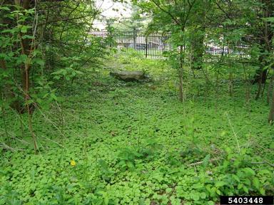garlic mustard, Alliaria petiolata  (Capparales: Brassicaceae) - 5403448