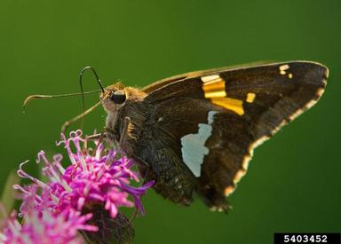 silverspotted skipper, Epargyreus clarus  (Lepidoptera: Hesperiidae) - 5403452