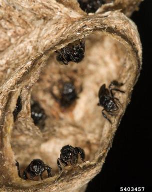 bee, Melipona beecheii  (Hymenoptera: Apidae) - 5403457