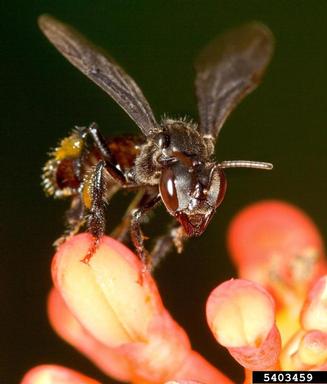 bee, Melipona beecheii  (Hymenoptera: Apidae) - 5403459