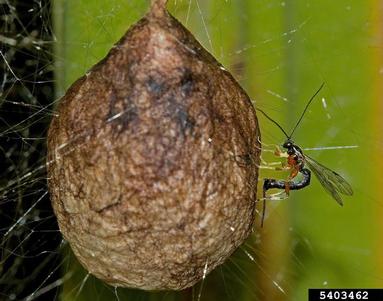 Ichneumonid wasp, Tromatobia spp.  (Hymenoptera: Ichneumonidae) - 5403462