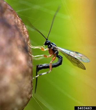 Ichneumonid wasp, Tromatobia spp.  (Hymenoptera: Ichneumonidae) - 5403463