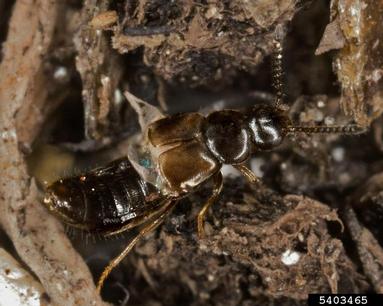 rove beetle, Dalotia coriaria  (Coleoptera: Staphylinidae) - 5403465