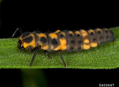 lady beetle,    (Coleoptera: Coccinellidae) - 5403467