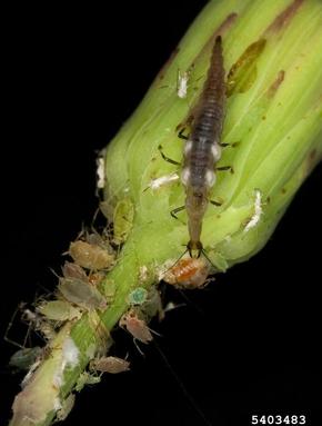 lacewings,    (Neuroptera: Chrysopidae) - 5403483