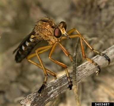 robber flies,    (Diptera: Asilidae) - 5403487