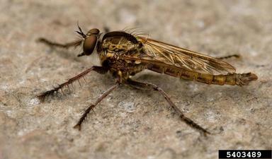robber flies,    (Diptera: Asilidae) - 5403489