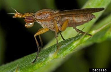 Sciomyzid fly, Limnia spp.  (Diptera: Sciomyzidae) - 5403490