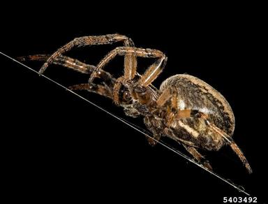 orb web spider, Larinioides cornutus  (Araneae: Araneidae) - 5403492