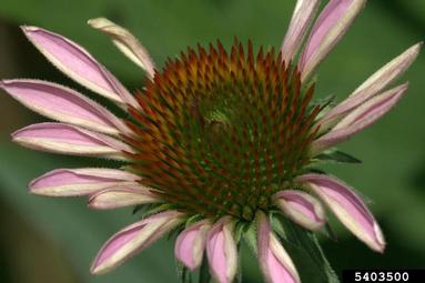 purple coneflower, Echinacea purpurea  (Asterales: Asteraceae) - 5403500