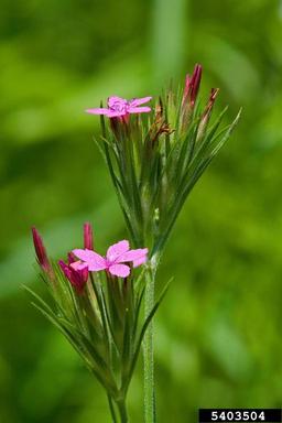 Deptford pink, Dianthus armeria  (Caryophyllales: Caryophyllaceae) - 5403504