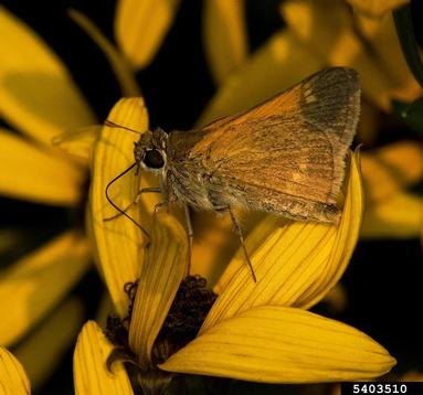 northern broken-dash, Wallengrenia egeremet  (Lepidoptera: Hesperiidae) - 5403510
