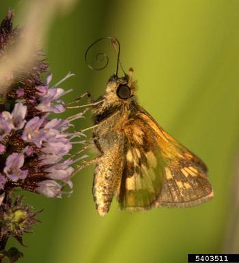 peck's skipper, Polites peckius  (Lepidoptera: Hesperiidae) - 5403511