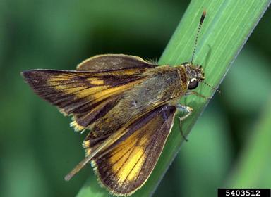 Delaware skipper, Atrytone logan  (Lepidoptera: Hesperiidae) - 5403512