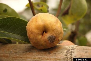 bitter rot and anthracnose (Colletotrichum gloeosporioides ) on Chinese pear (Pyrus pyrifolia ) - 5403531