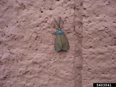 ctenuchid moth, Ctenucha virginica  (Lepidoptera: Arctiidae) - 5403541