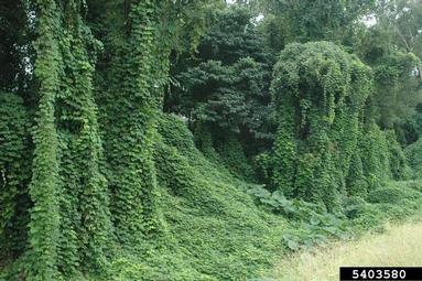 kudzu, Pueraria montana var. lobata (Fabales: Fabaceae (Leguminosae)) - 5403580