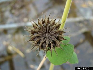 velvetleaf, Abutilon theophrasti  (Malvales: Malvaceae) - 5403600