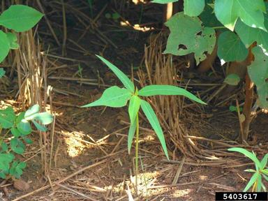 wild poinsettia, Euphorbia heterophylla  (Euphorbiales: Euphorbiaceae) - 5403617