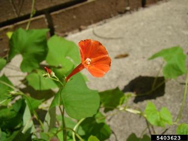 red morningglory, Ipomoea coccinea  (Solanales: Convolvulaceae) - 5403623
