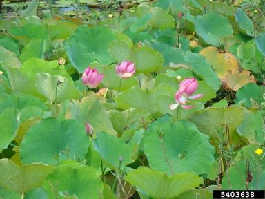 Sacred lotus, Nelumbo nucifera  (Nymphaeales: Nelumbonaceae) - 5403638