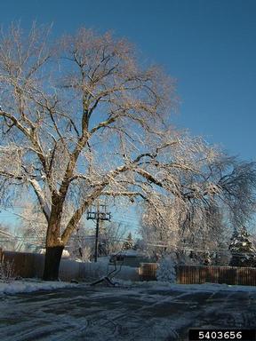 snow and ice damage (snow load),    (Abiotic: Other abiotic damage) - 5403656