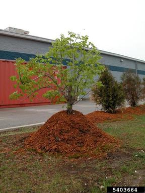 mulching,    - 5403664